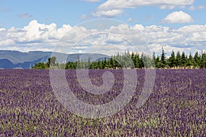 Huge lavender field surrounded byÃÂ spruce trees and big whiteÃÂ Cumulus clouds on soft blue sky at summer midday